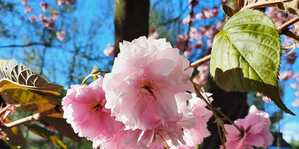Kirschblüten